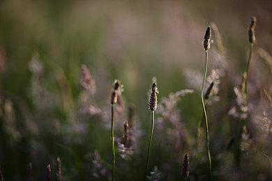《怪物猎人崛起：曙光》追加内容 埃尔迦德系列装备